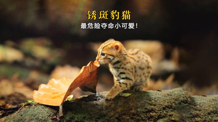 世界上最小的猫是什么猫