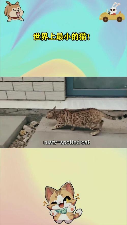 世界上最小的猫在哪里