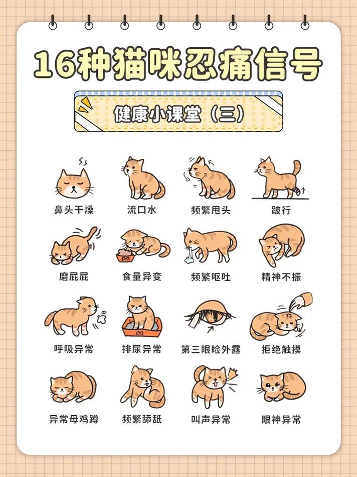 小猫腹痛用什么姿势