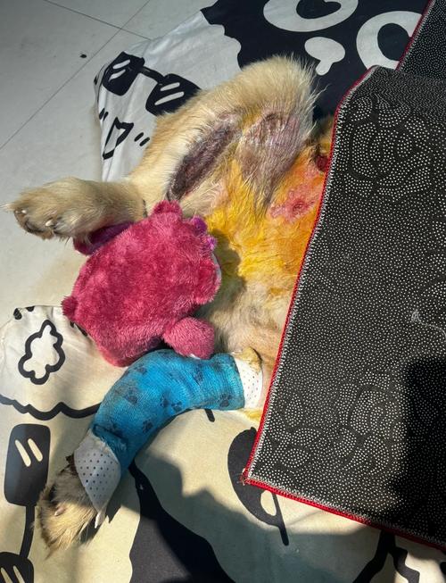 狗狗被车撞了脊椎断了