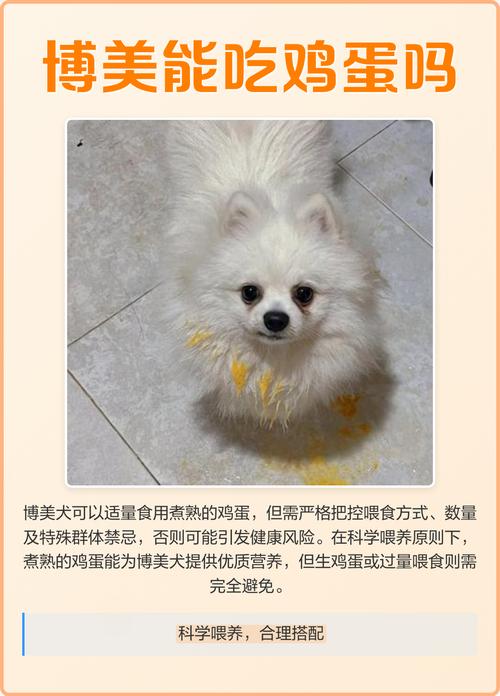 雪纳瑞可以吃鸡蛋吗