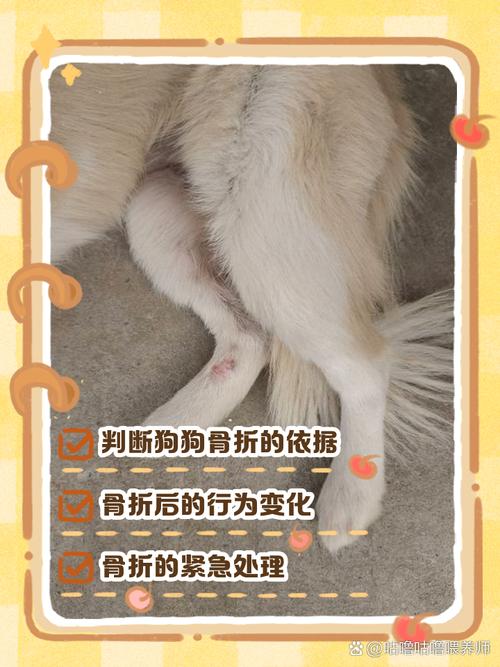 小博美犬后腿骨折了,去宠物医院大夫说必须要打钢钉而且还不保好,怎么...