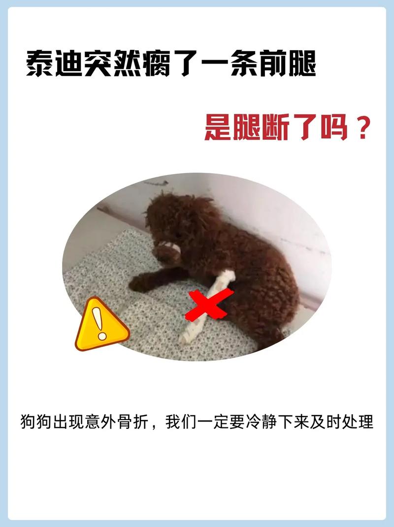 狗骨折会自己好吗