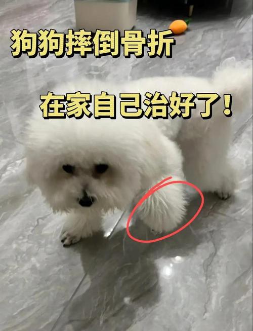 听说狗狗的骨骼治愈能力比较强,如果骨骼或者扭伤了会自己治愈好吗?