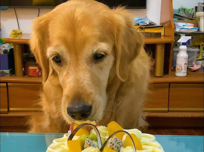 小狗偷吃了芝士蛋糕会不好吗