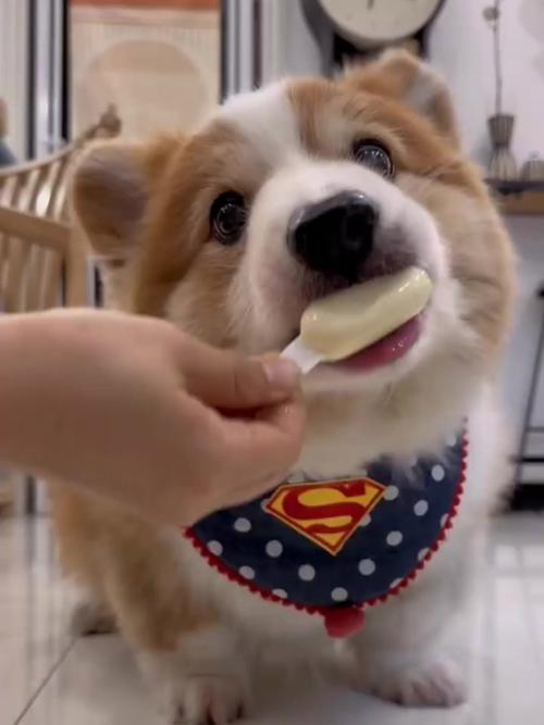 狗狗可以吃芝士吗