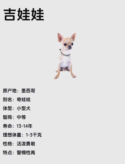 狗狗病了不喝水怎么办