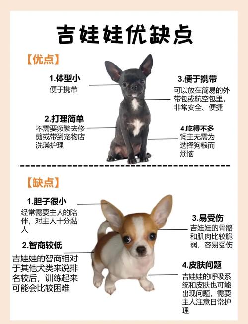 狗狗不喝水怎么办