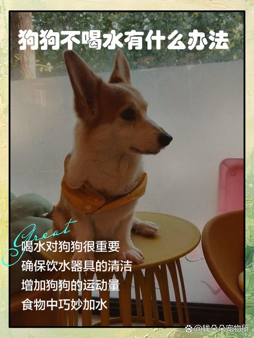 幼犬不爱喝水的原因及处理方法