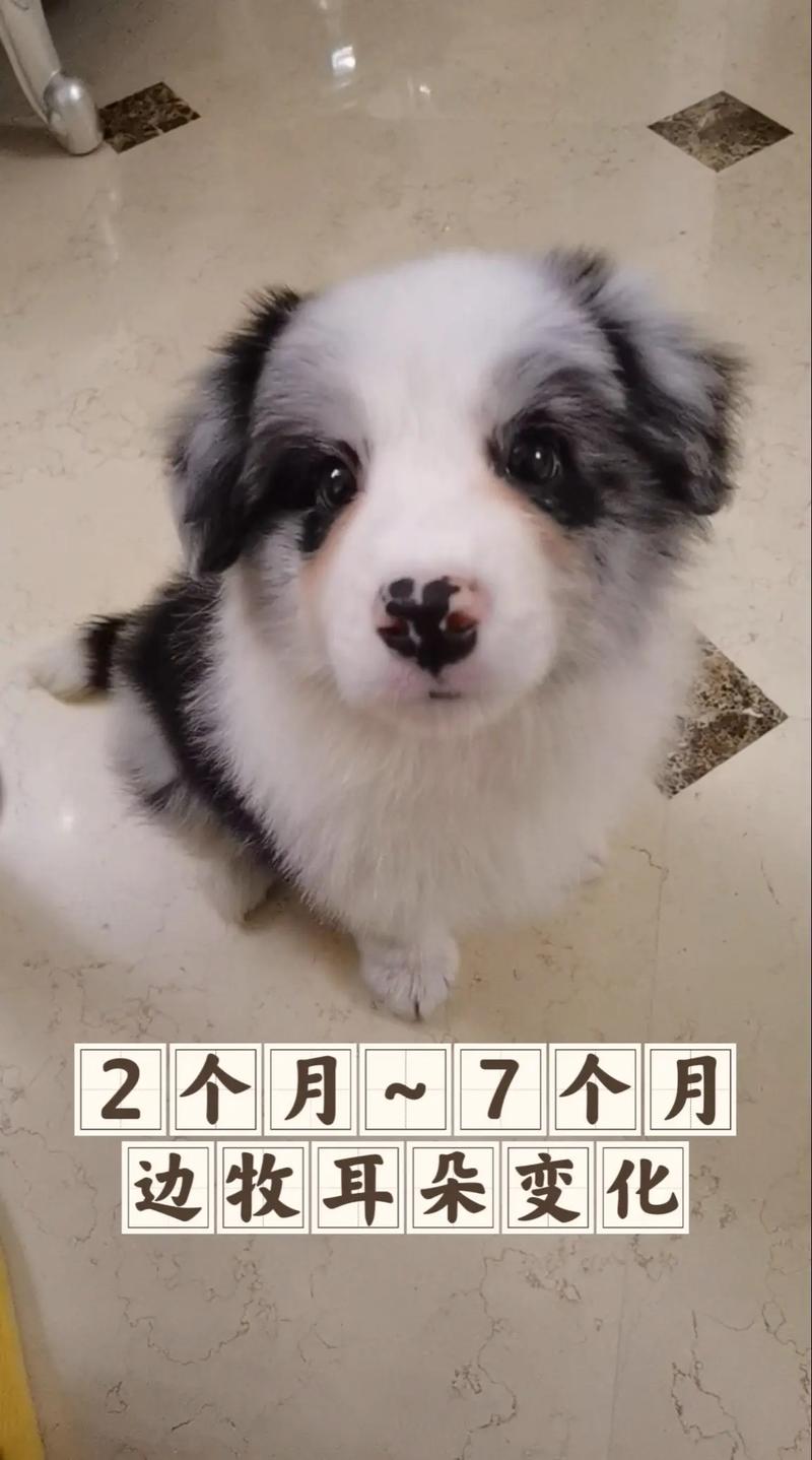 泰迪狗狗换牙期是几个月