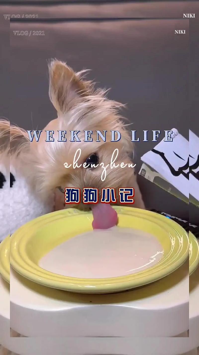 泰迪喝酸奶有什么影响?