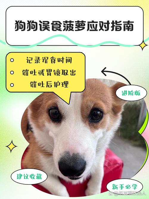 狗不能吃的10种水果