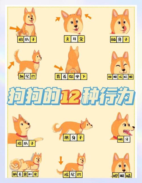 如何使狗狗更加亲近我呢?