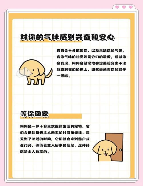 怎么让狗狗认定你是他的主人