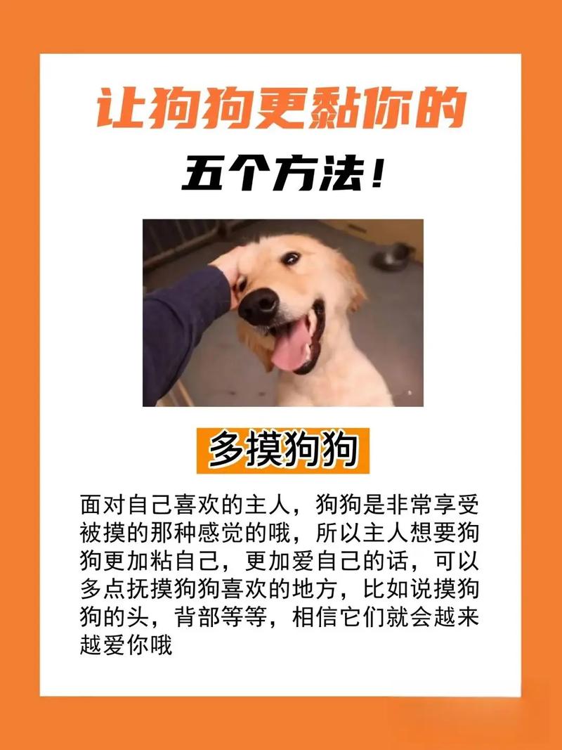 如何与狗狗建立信任