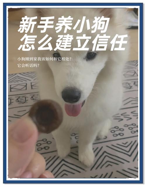 怎么和狗狗重新建立信任