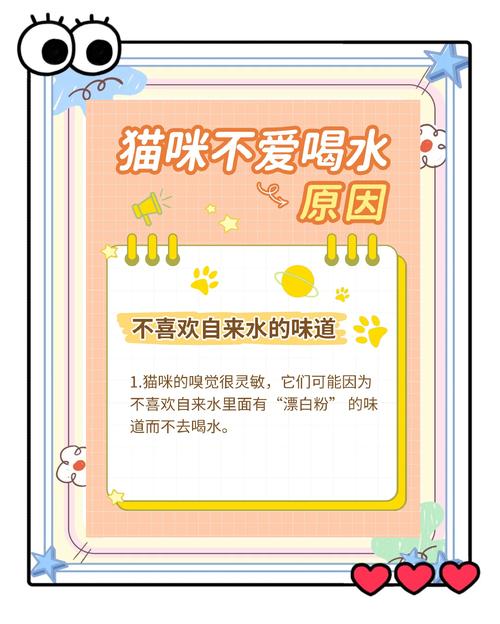 夏天到了猫咪不爱喝水怎么办?
