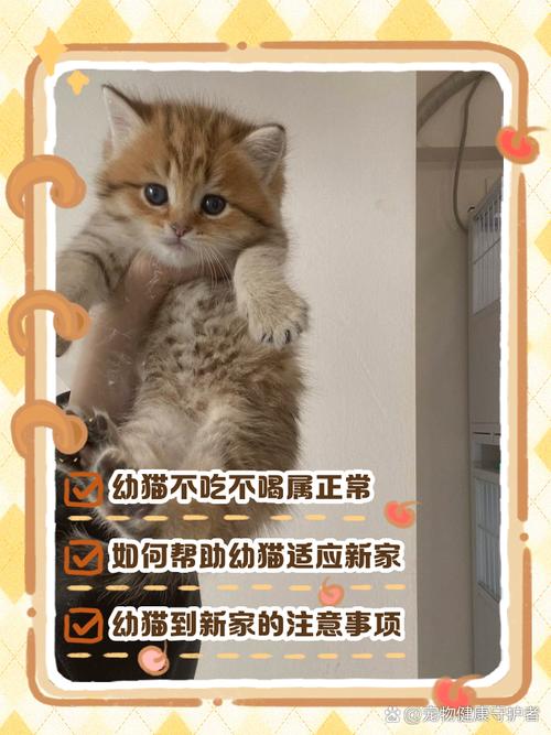 猫不喝水怎么办