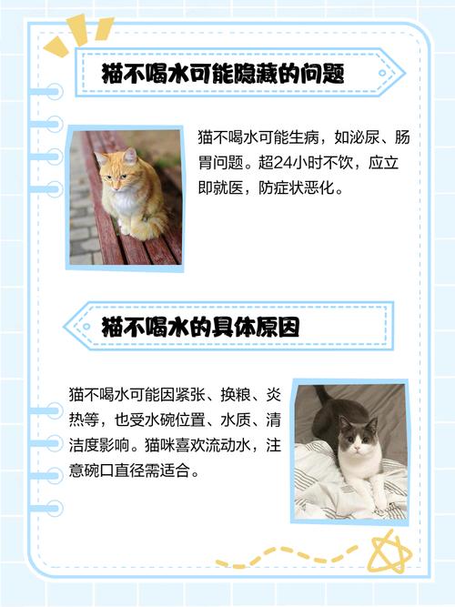 泌尿疾病多发季,猫不喝水怎么办?