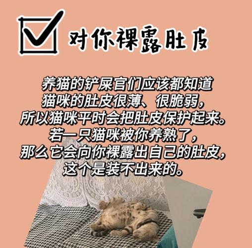 猫咪亲人的表现