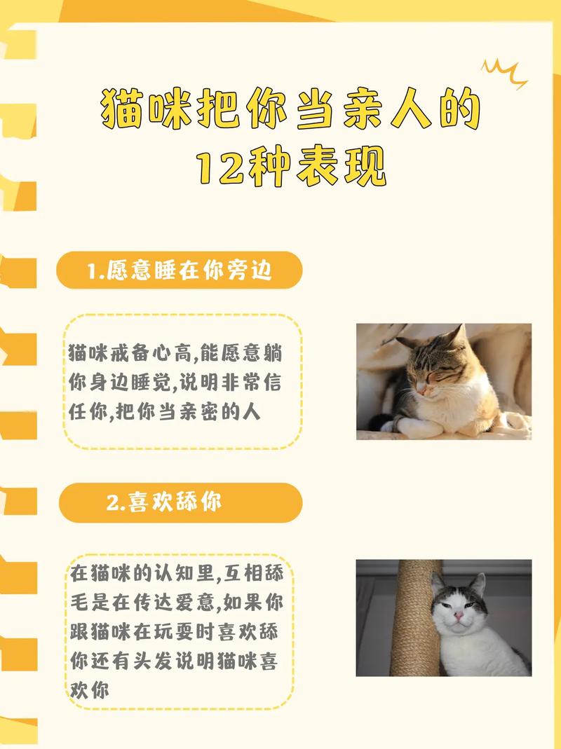 什么品种的猫咪比较亲人呢?