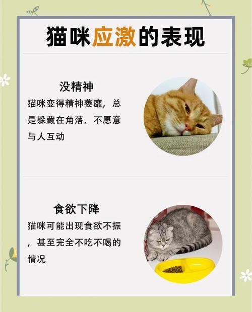 猫反应速度是人的几倍?猫一秒可以出几拳?