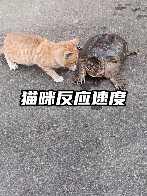 盘点猫咪的反应速度
