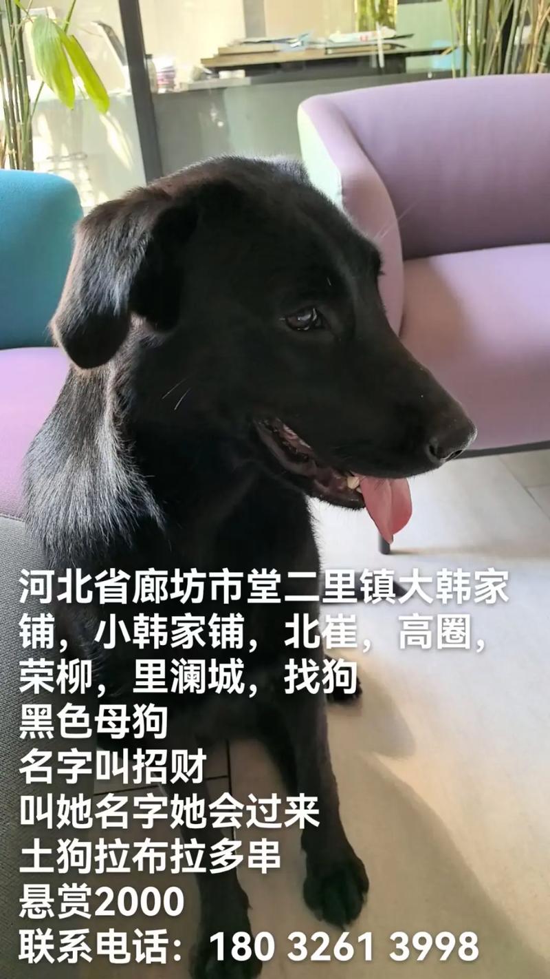 给黑色小母狗起什么名字呢