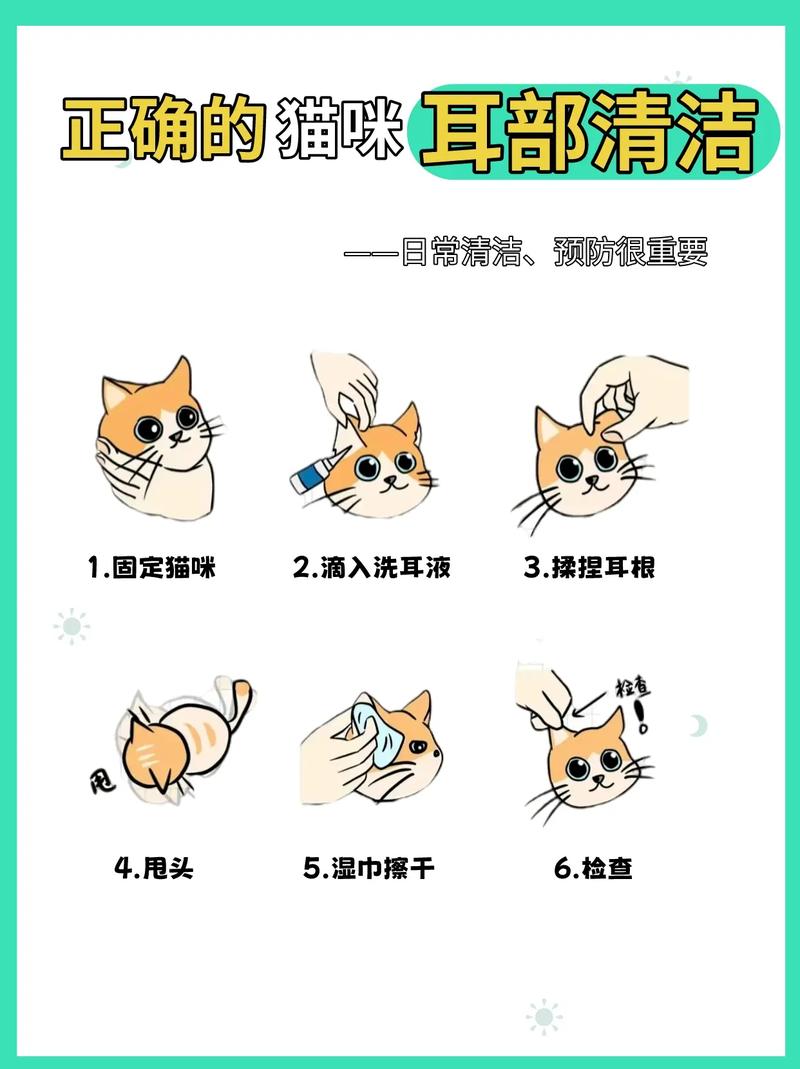 如何清理猫耳朵
