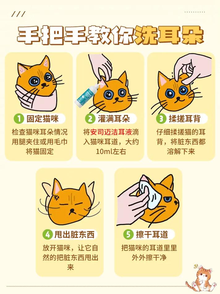 猫的耳朵需要定期清理吗,多久清理一次,怎么清理?