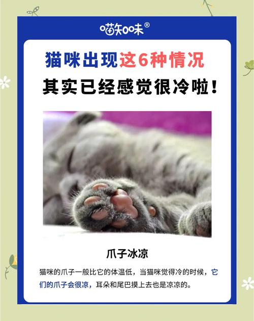 猫咪怕冷有哪些表现?