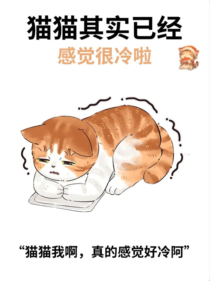 猫咪“怕冷”,会有这6个迹象,请别忽视!
