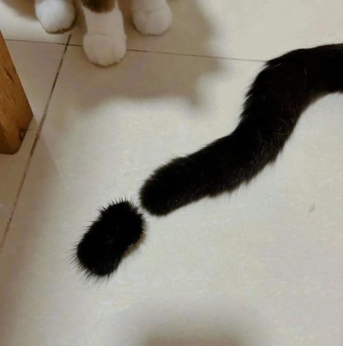 猫尾巴断了能自愈吗