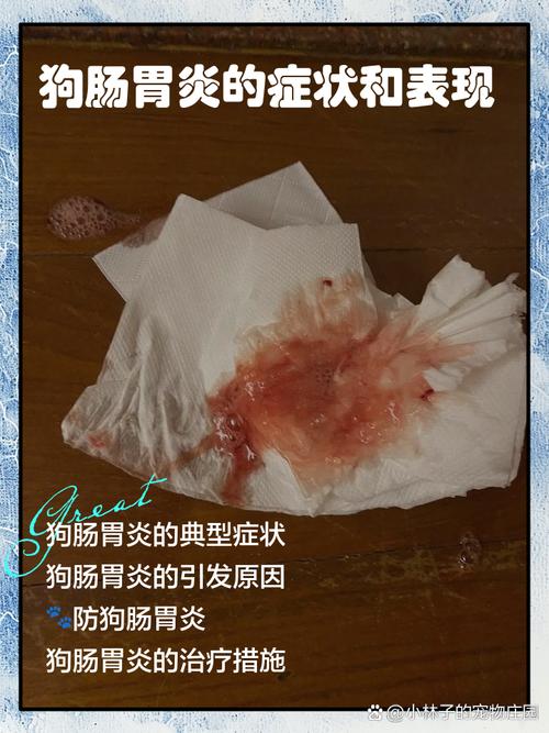 狗狗肠胃炎有什么症状