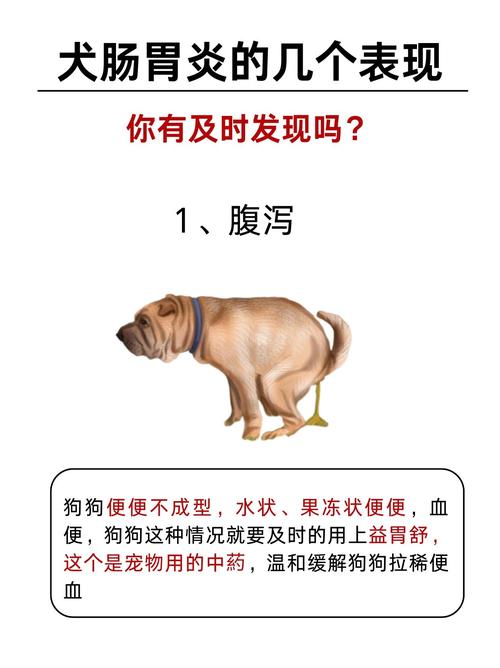 狗狗肠胃炎的6个阶段是什么