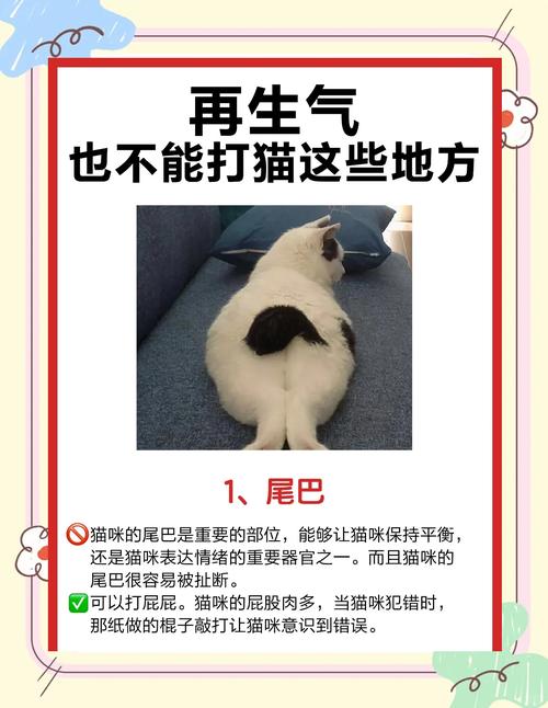 猫最怕打的部位是哪里?