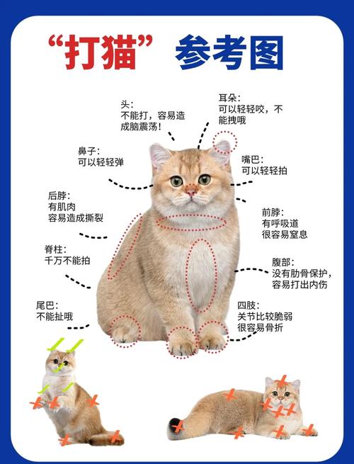猫咪的五大“命门”不能打,教你如何教育犯错的猫咪