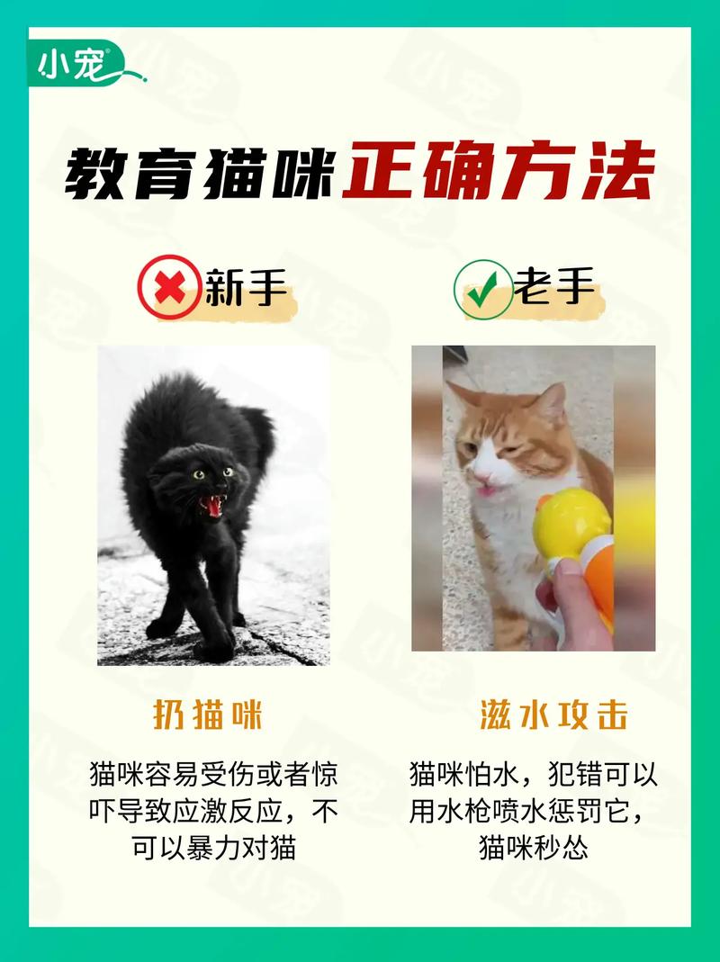 猫的头部被打会致命吗?