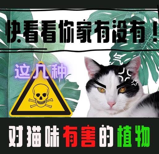 猫吃了点绿萝叶子要紧吗?