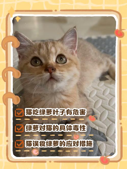 猫吃了绿萝怎么解毒