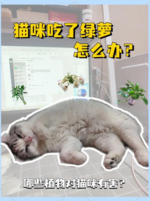 家里养的绿萝对猫咪有害吗、绿萝毒性对猫的影响