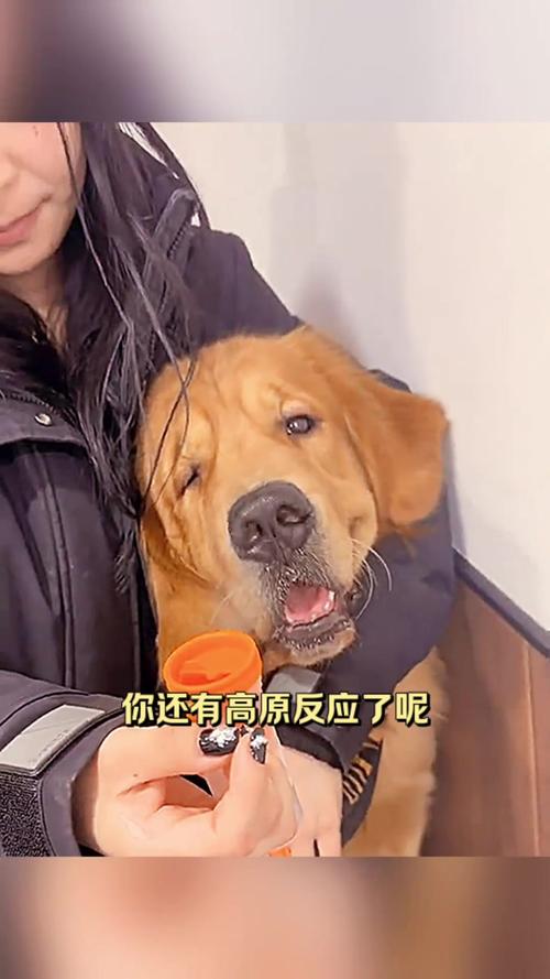 为什么狗狗没有高原反应