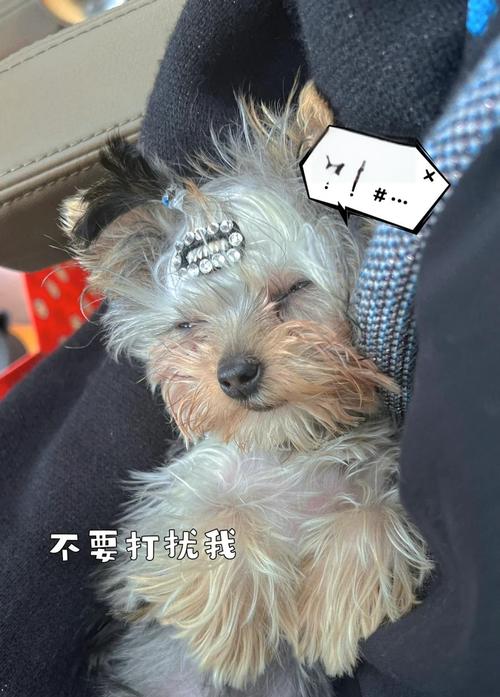 狗进藏会不会高反