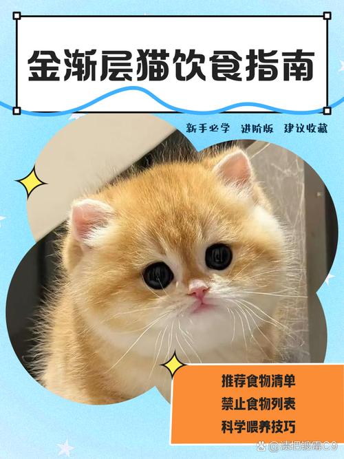 金渐层猫咪日常喂哪个复合维生素好呀?