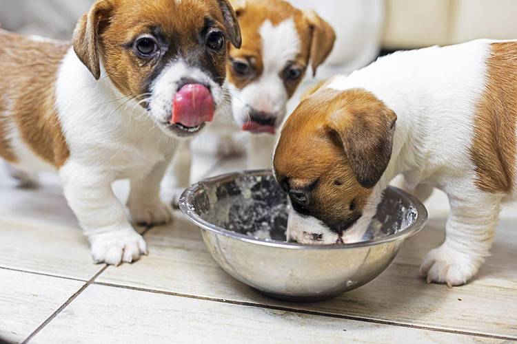 狗狗磨牙期是在几个月结束