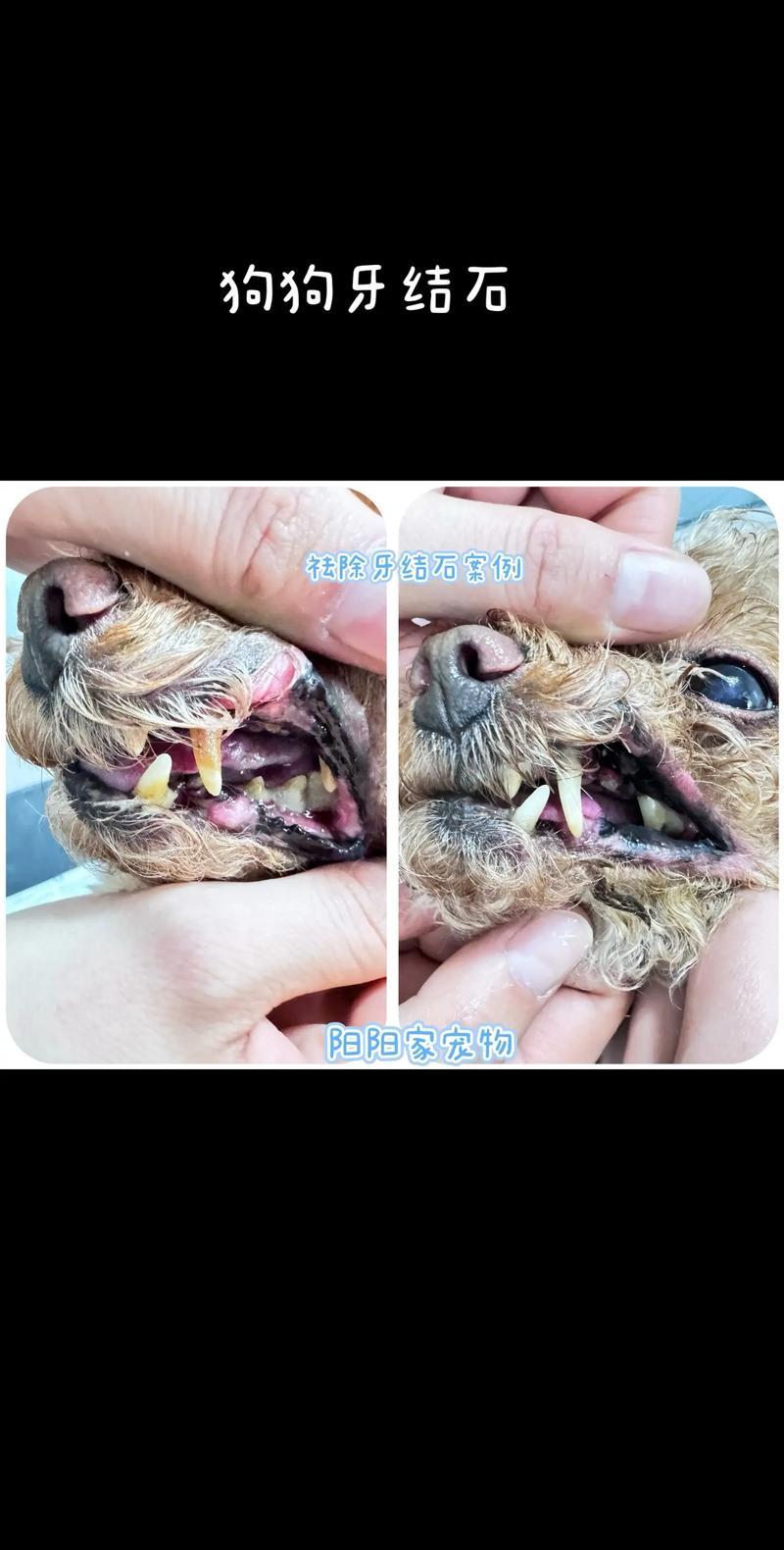 如何平稳地度过小狗的磨牙期?