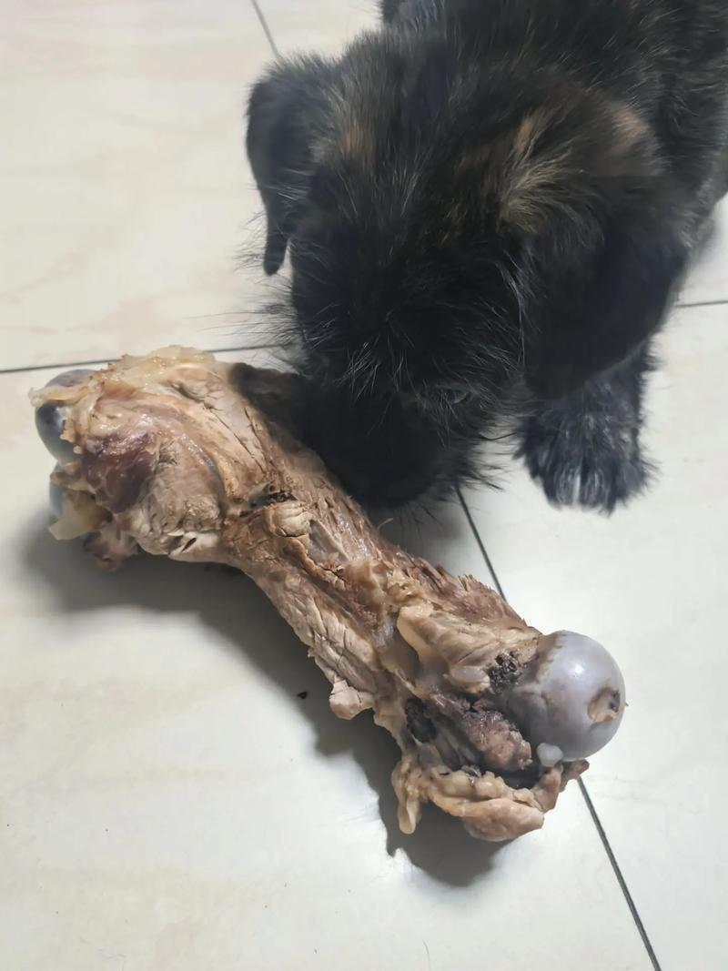 幼犬磨牙期是几个月老爱咬人怎么办