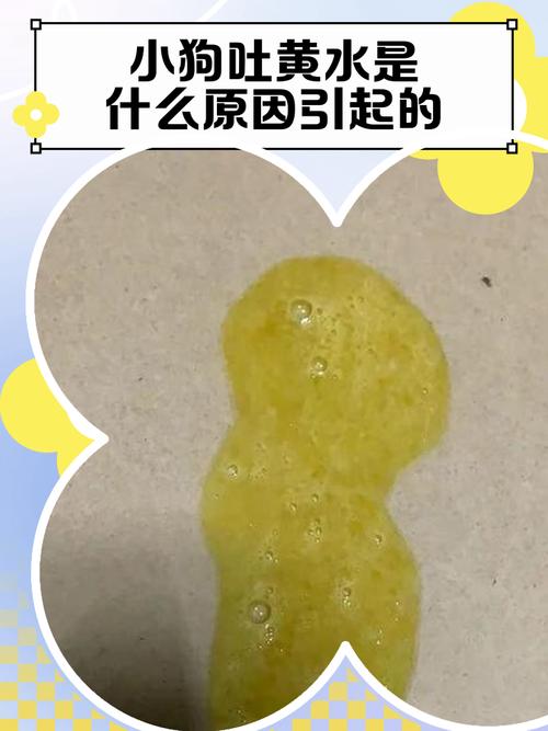 拉布拉多怀孕吐黄水