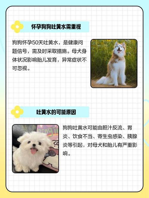 狗狗配种30天了吐黄水