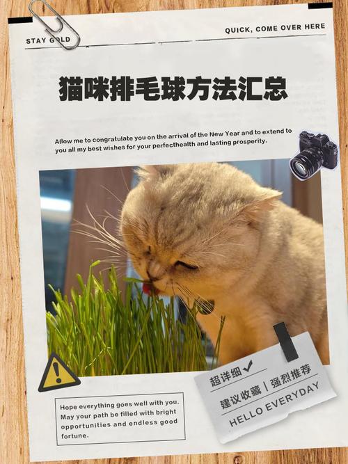 猫咪如何消除毛球